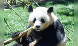 Çin'den Avusturya'ya İki Dev Panda Sevkiyatı Gerçekleşti
