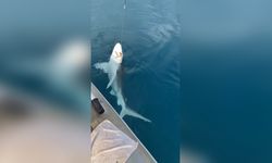 Amatör Balıkçının Oltasına Kum Köpek Balığı Takıldı