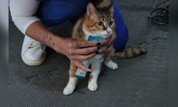 Depremzedeler İçin 2 Yıldır Yuva Aranan Kedi Defne'nin Hikayesi
