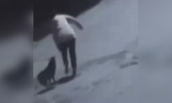 Tekirdağ'da Sokak Köpeğinin Isırdığı Kadın Yaralandı