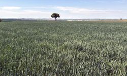 Yağmur yağmazsa Trakya'da tarihin en büyük kuraklığı yaşanacak