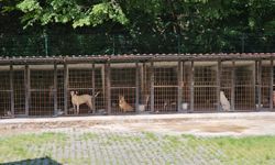 Köpek saldırgan olduğu gerekçesiyle uyutuldu, hayvanseverler tepki gösterdi