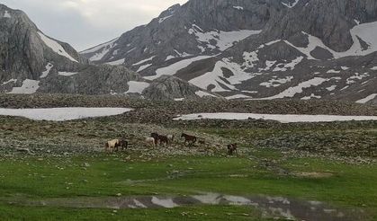 Doğaseverler, 100 kilometre yol kat edip Yılkı Atlarını görüntüledi