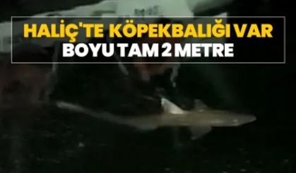 Haliç'te  köpekbalığı var! Boyu tam 2 metre