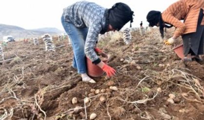 Ahlat patatesi yüz güldürüyor