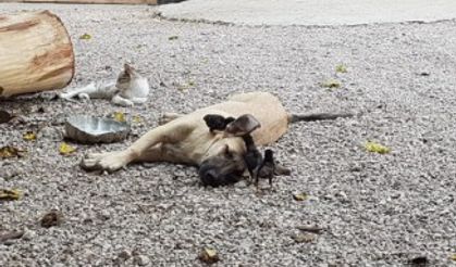 Annesiz kalan civcivlere evin köpeği bakıyor