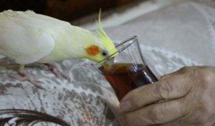 Çay tiryakisi papağan ‘Limon’