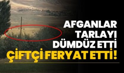 Afganlar tarlayı dümdüz etti, çiftçi feryat etti!