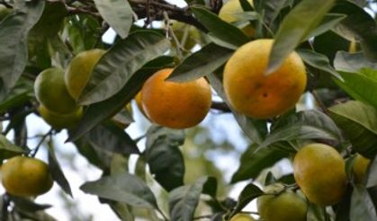 Doğu Karadeniz’de narenciye hasadı başladı