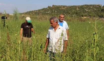 Domatesin ardından susamda da ‘tuta absoluta’ kabusu