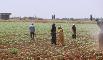 Ekmek davası için kavurucu sıcakta çalışıyorlar