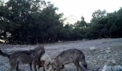 Fotokapanlara kurtlar ve boz ayı takıldı