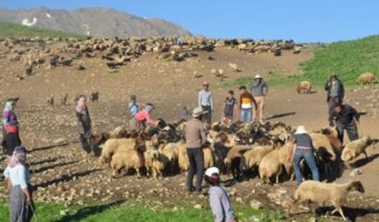 Geleneksel yayla göçü başladı