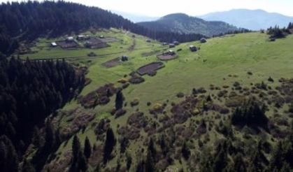 Karadeniz yaylaları şenleniyor