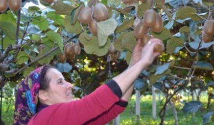 Kivi hasadına başlandı