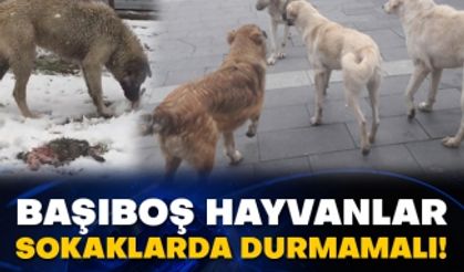 Başıboş hayvanlar sokaklarda durmamalı!