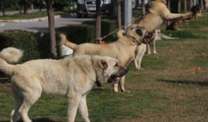 Köpekler jüri önüne çıktı