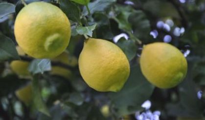 Limonun ateşini hasat düşürecek