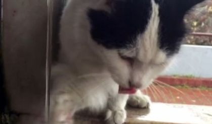 Şadırvanından su içen kedi ilgi odağı oldu