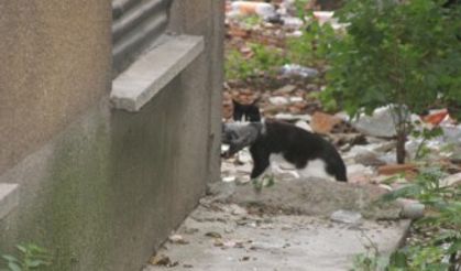 Sıkıştığı yerden kurtulan güvercini kedi kaptı