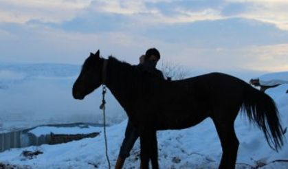 Terk edilen at ve eşekler koruma altına alındı