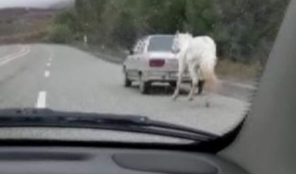 Vicdansızlık: Atı otomobilin arkasına bağladı