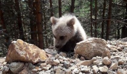 Yavru ayı yola indi, Arap turistler şaştı kaldı