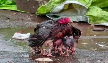 Yavrularını yağmurdan koruyan tavuk fenomen oldu