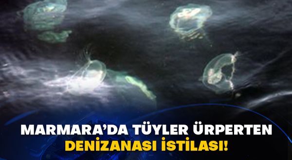 Marmara’da tüyler ürperten denizanası istilası!