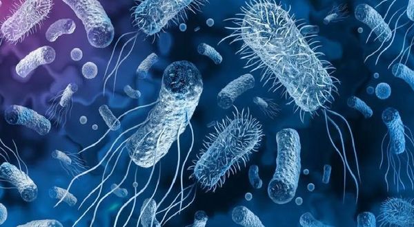Bilim dünyası çaresiz: Süper bakteri korkutuyor