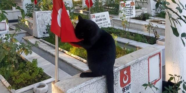 Yok böyle bir güzellik: Türk Bayrağını öpen kediye beğeni yağdı