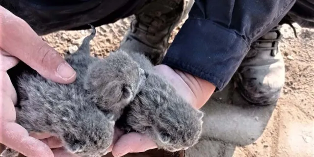 Enkaz altında dünyaya gelen beş yavru kedi kurtarıldı