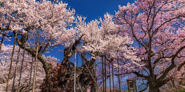 Yaşamın ve ölümün simgesi: Sakura ağacı nedir?