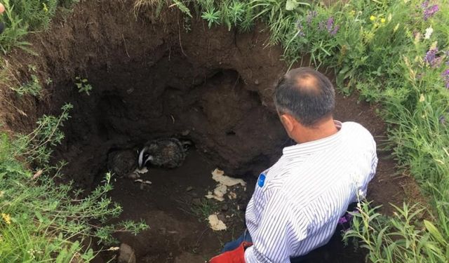 Kars’ta tedavileri tamamlanan porsuklar doğaya bırakıldı