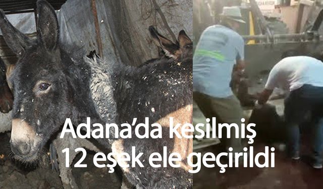 Adana'da kesilmiş at ve eşek etleri imha edildi