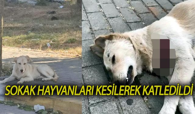 Sokak hayvanları kesilerek öldürüldü