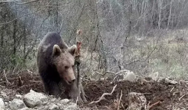 Mezar soyguncusu ayılar!