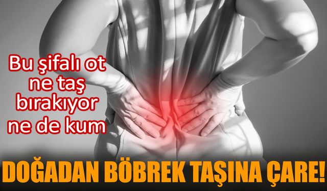 Doğadan böbrek taşına çare! Bu şifalı ot ne taş bırakıyor ne de kum