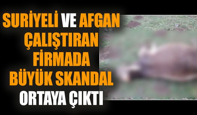 Suriyeli ve Afgan çalıştıran firmada büyük skandal ortaya çıktı