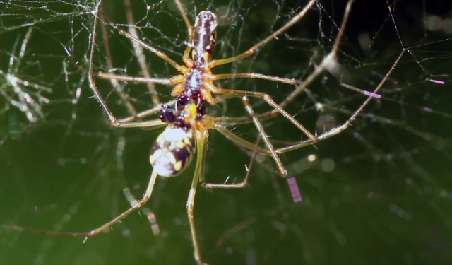Dişi örümcek  çiftleşme sırasında erkek örümceği neden öldürür
