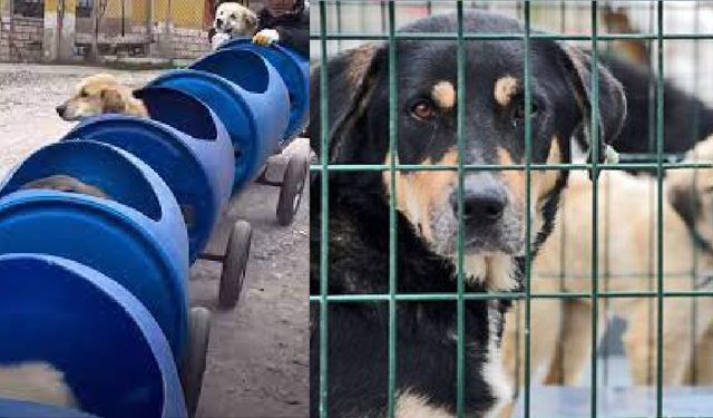 Hayvansever Vatandaş, Engelli Köpekler İçin Tren Yaptı
