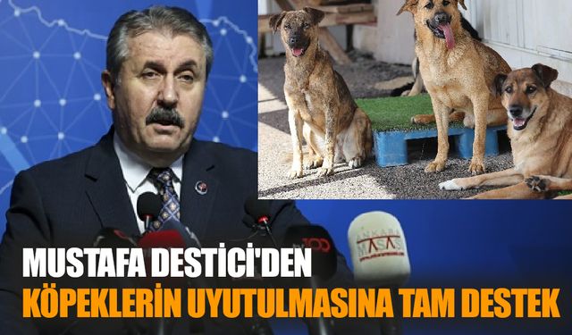 Mustafa Destici'den  Köpeklerin Uyutulmasına Tam Destek