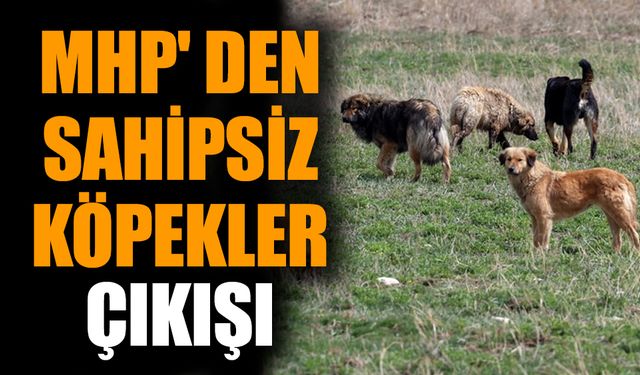 MHP' den sahipsiz köpekler çıkışı