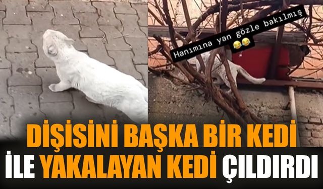 Dişisini başka bir kedi ile yakalayan kedi çıldırdı