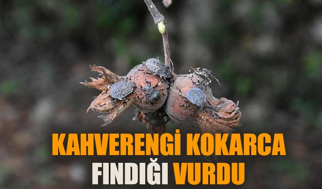 Kahverengi kokarca fındığı vurdu!