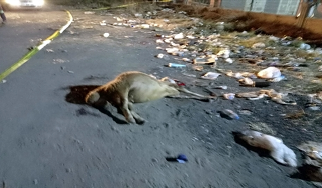 Hatay'da 15 Koyun Zehirlenerek Öldü