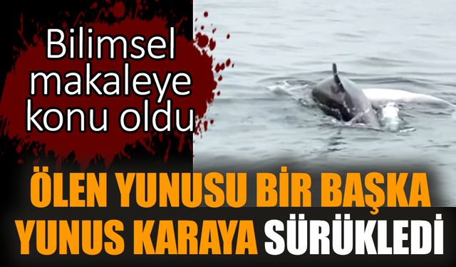 Ölen yunusu bir başka yunus karaya sürükledi