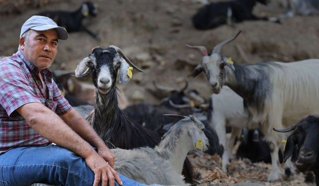 Keçilerin hareketlerini izlemek İzmirli çobanı meteoroloji uzmanı yaptı