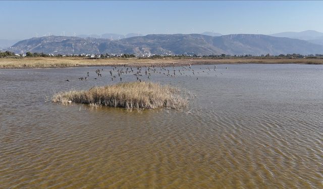 Milleyha Sulak Alanı'nda Kuşların Geri Dönüşü