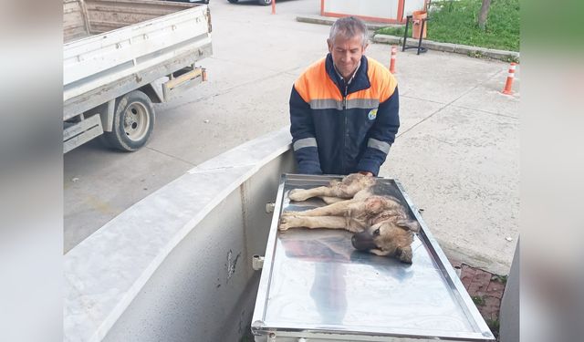 Yaralı köpek için belediye personelinden örnek davranış